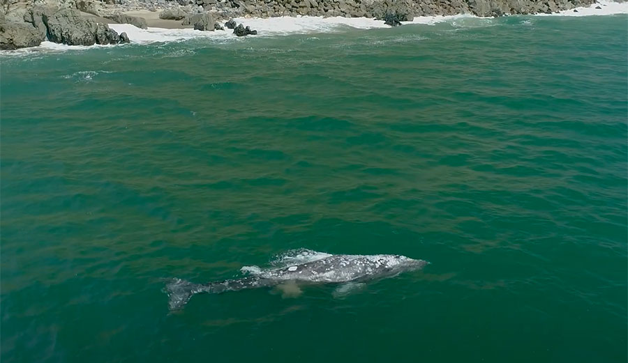Gray whale in California