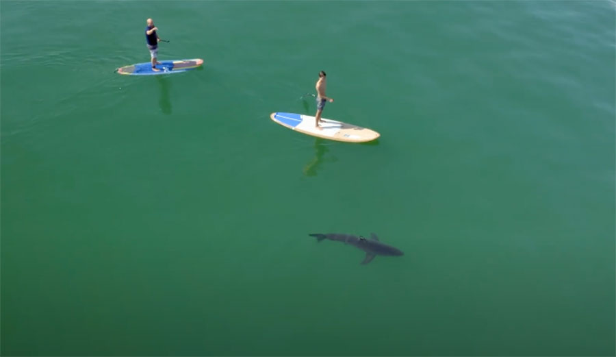 paddler near great white shark