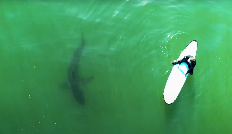 Great white shark near surfer