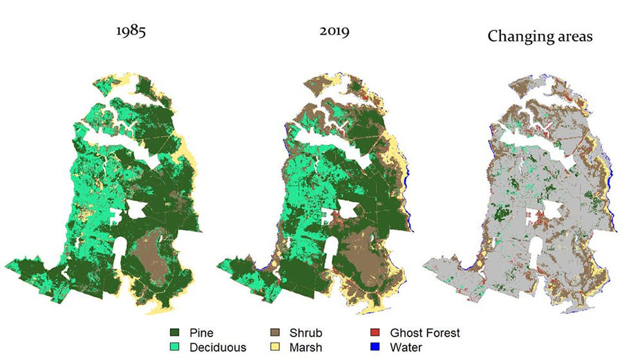 ghost forests