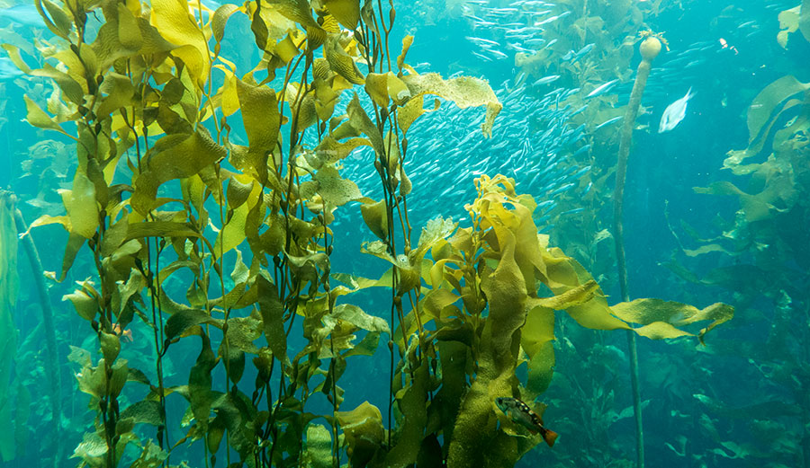 Giant kelp