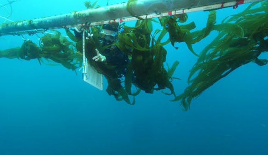 A diver at the ‘kelp elevator