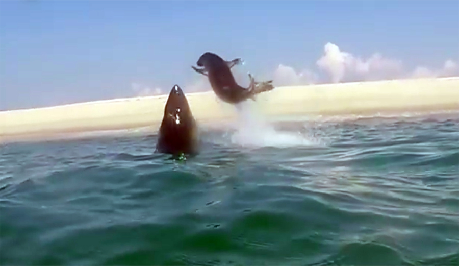 A great white shark goes airborne to catch a seal