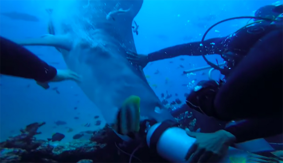 A tiger shark attacks a scuba diver in Fiji.