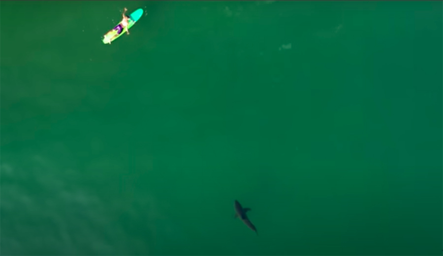 a great white shark eyes a surfer