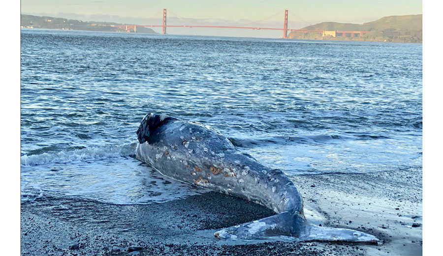 whale in San Francisco