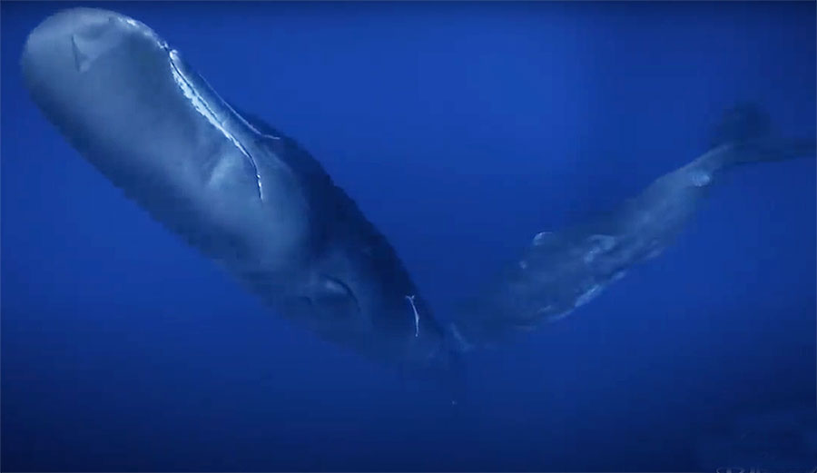 Sperm whale calf suckling