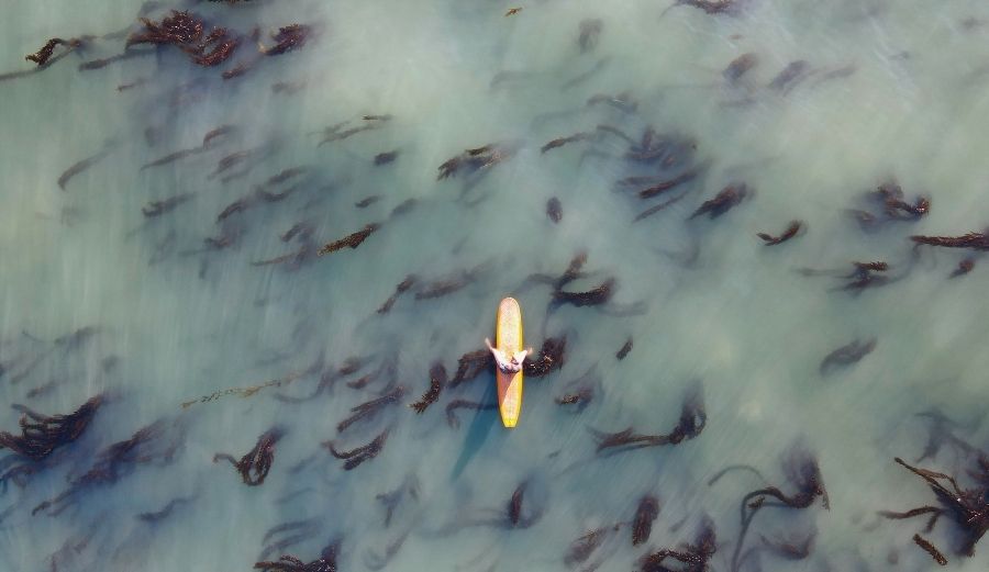 Surfer Anna Ehrgott sits on her longboard in a bed of kelp in Ventura, California