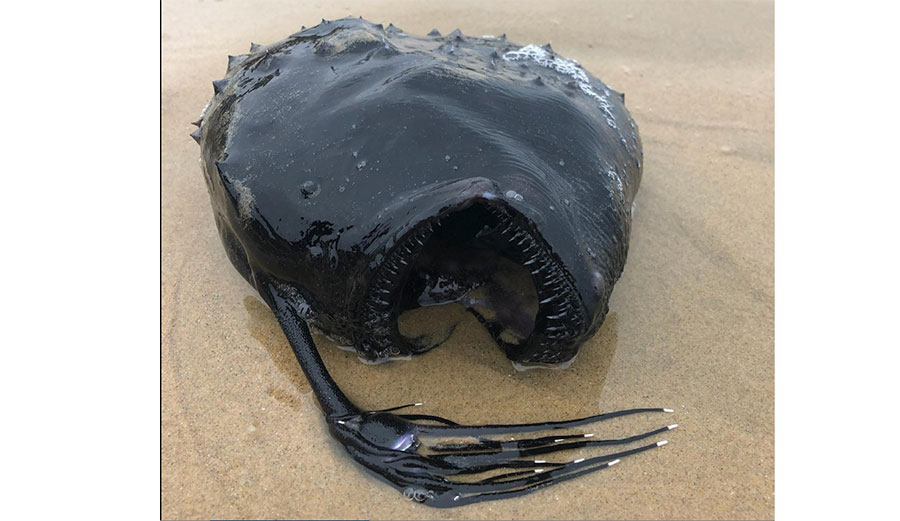 Deep-sea anglerfish