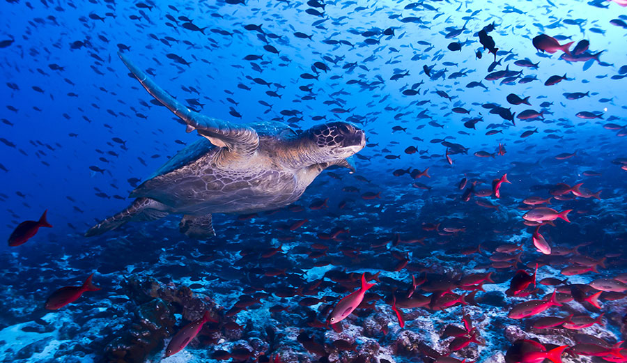 The Galapagos Marine Reserve