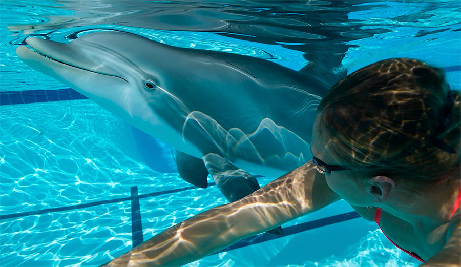 animatronic dolphin swimming