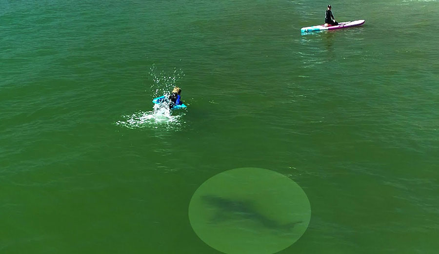 Great White Shark