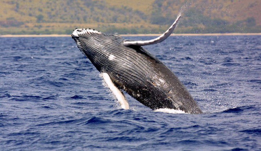 Endangered Pacific humpback whale