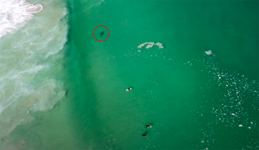 Surfers float near a great white shark