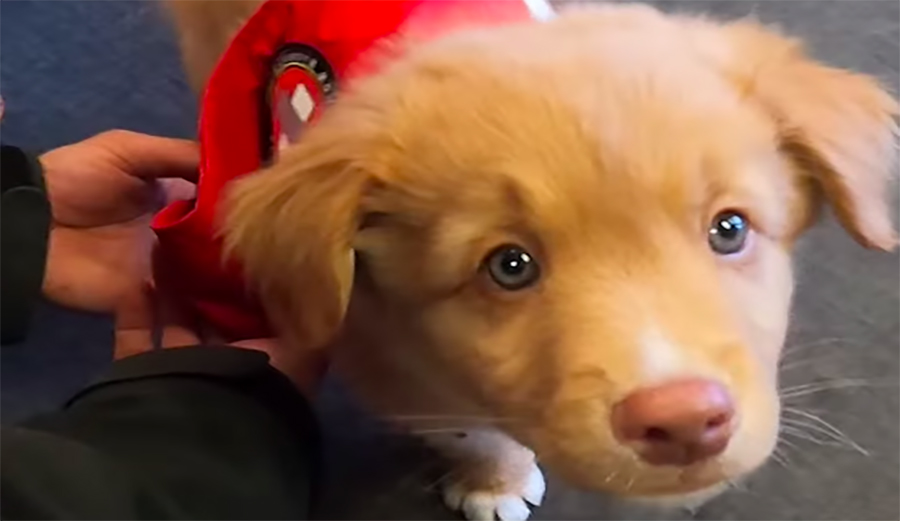 Ritter, Mammoth Mountain's newest avalanche dog