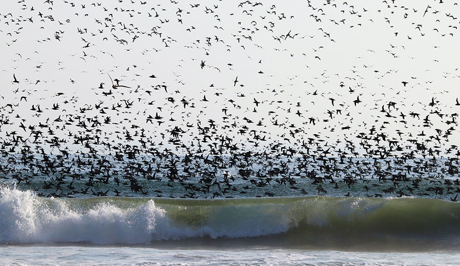 seabirds