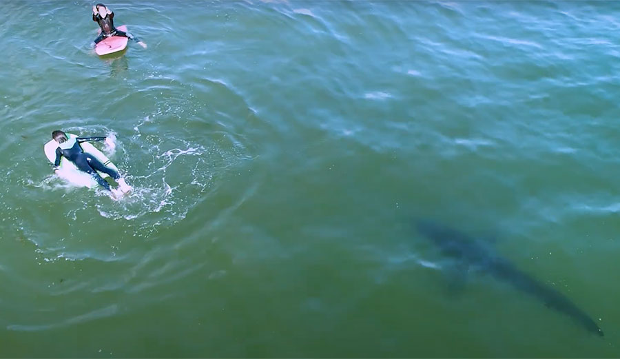 great white shark in California