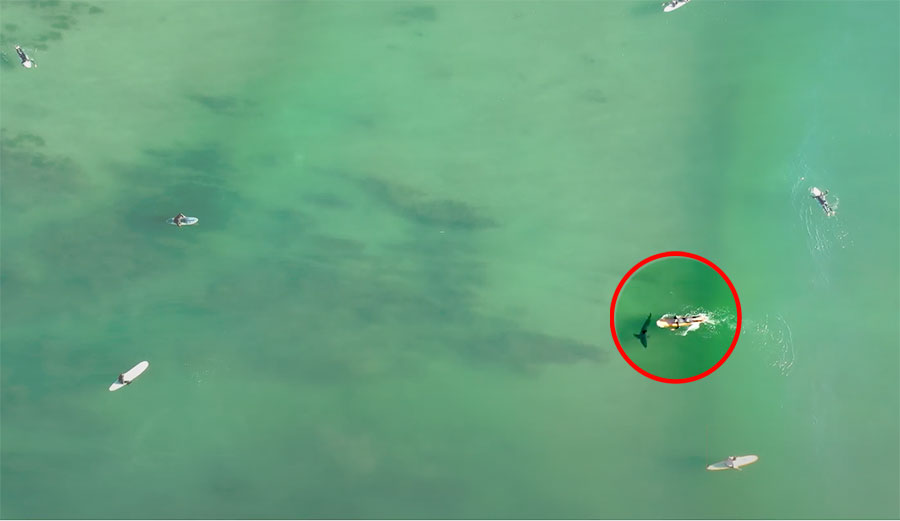 surfer in water with great white shark