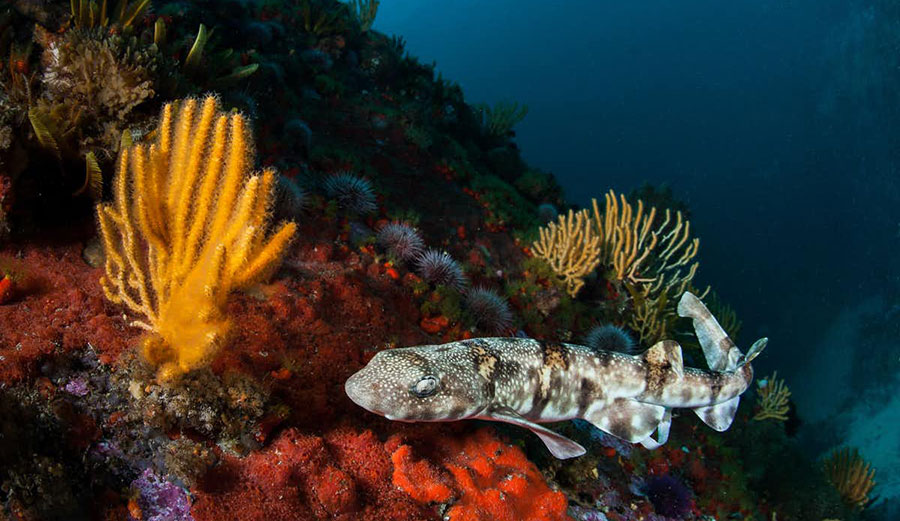 puffadder shy shark