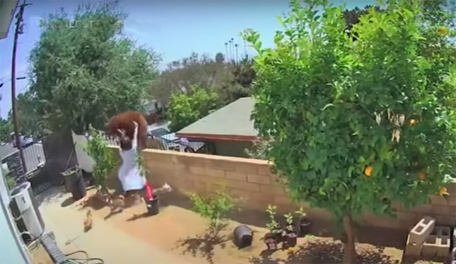 a bear tries to get into a Southern California home