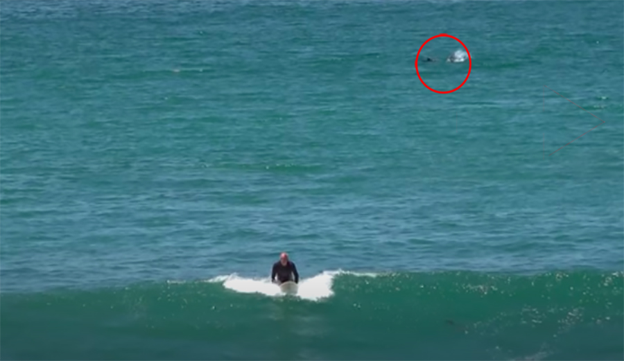 A shark enters a San Diego lineup