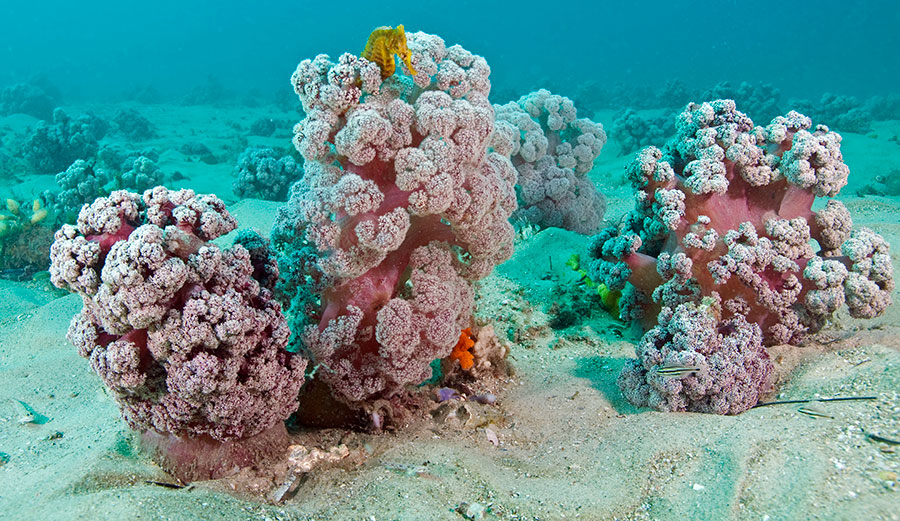 Cauliflower soft corals