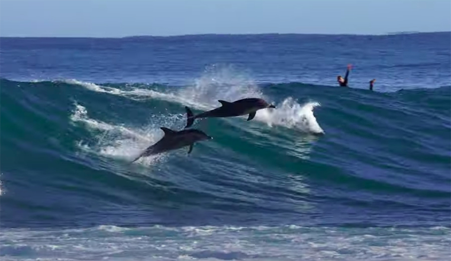 Dolphins surf waves in Western Australia