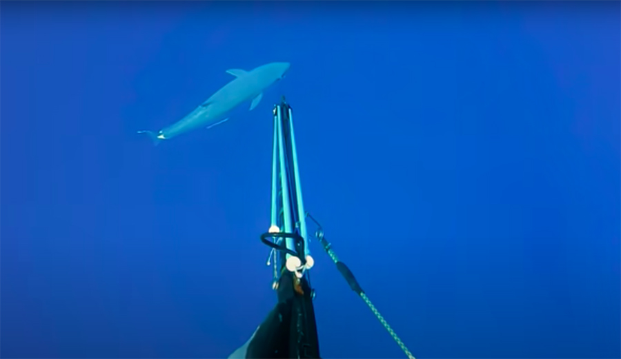 a spear fisherman loses dream catch to sharks