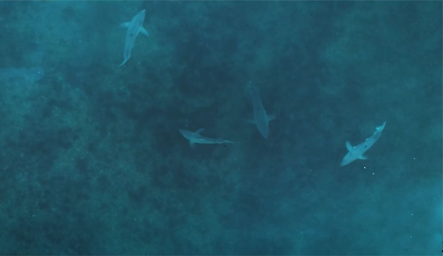 Great white sharks in infrared