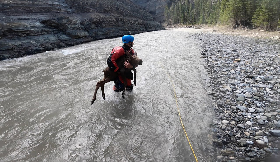 a kayaker rescues a baby moose