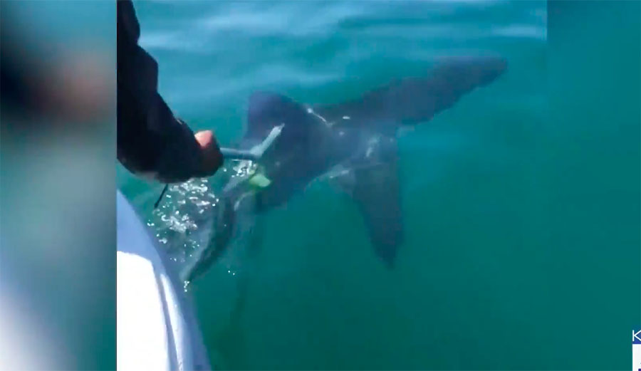 two men save a great white shark