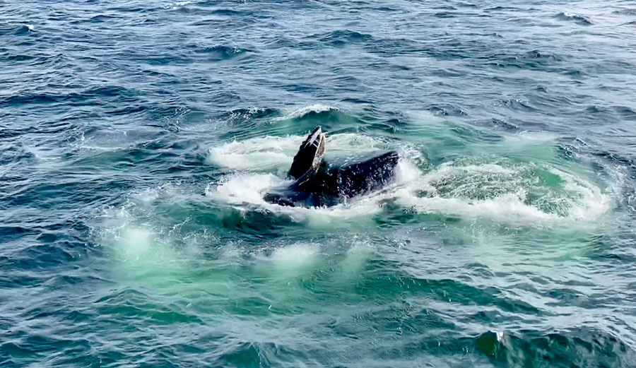 Humpback whale rising up in the middle of a visible bubble-net