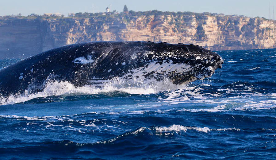 Humpback whales migrating
