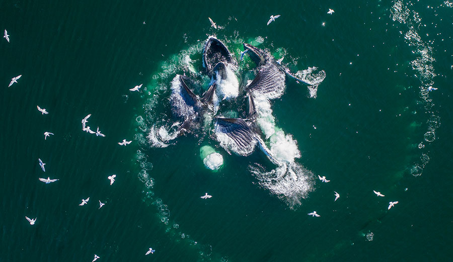 humpback whales bubble-net feeding