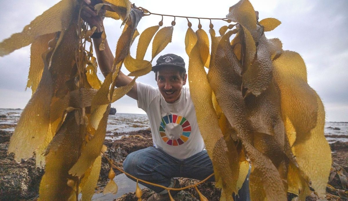 Kelp Restoration SeaTrees
