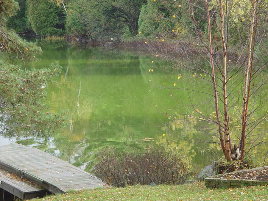 algal bloom in a lake