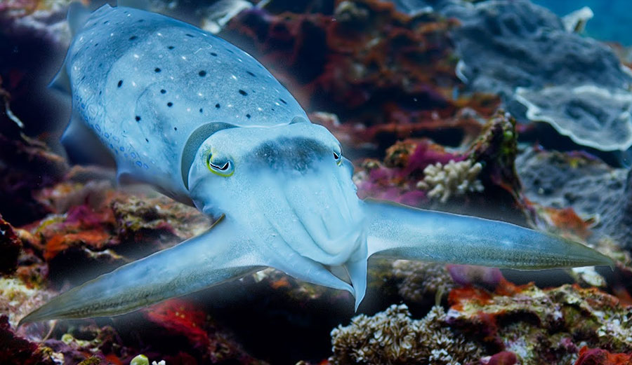 cuttlefish changing colors