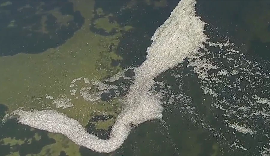 Florida red tide kills thousands of fish