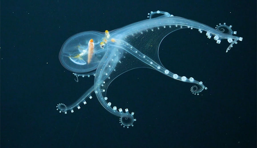 Glass octopus in deep sea