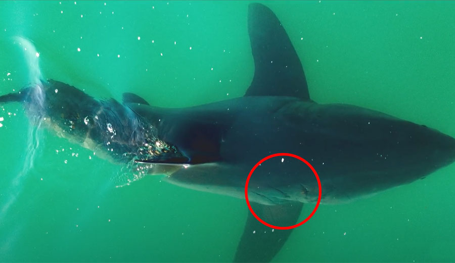 scar on this great white shark