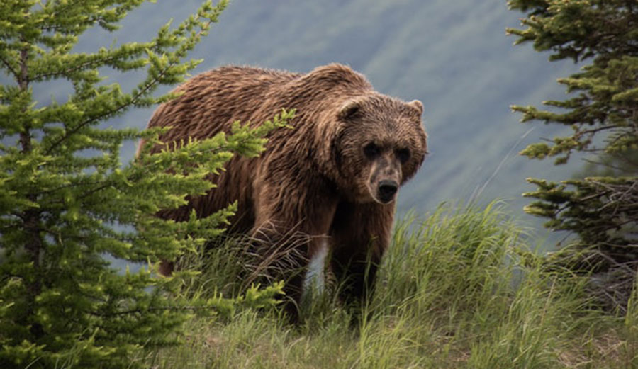 Grizzly bear at the Alaska Wildlife Conservation Center