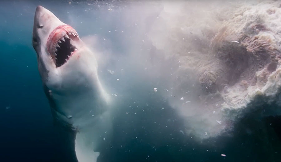 great white sharks feeding