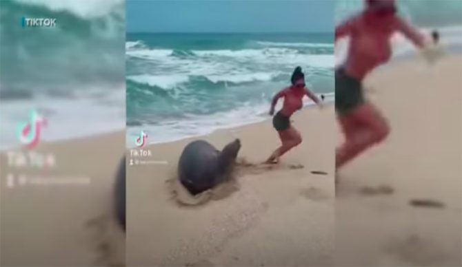 A TikTok video shows a tourist harassing a seal in Hawaii