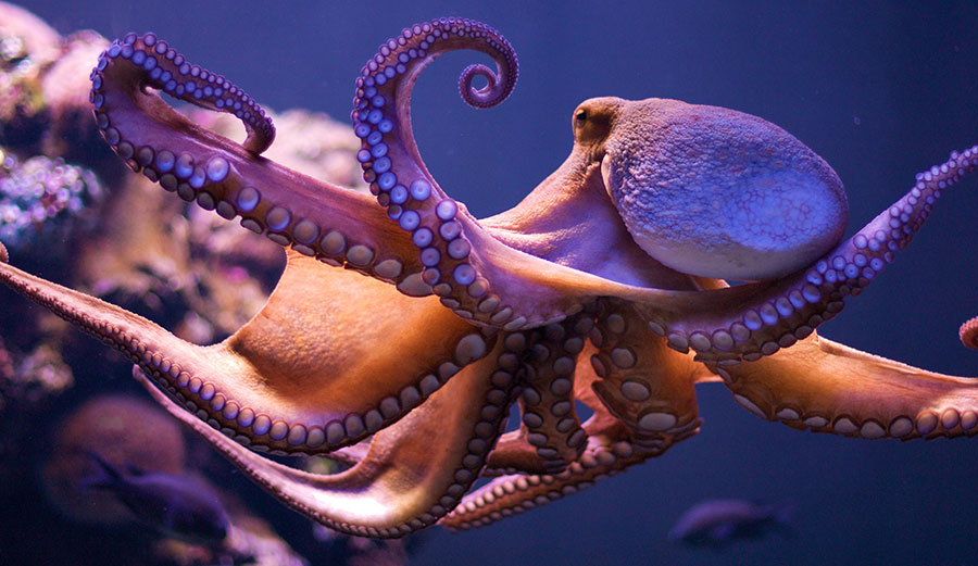 Why Octopuses are So Intelligent