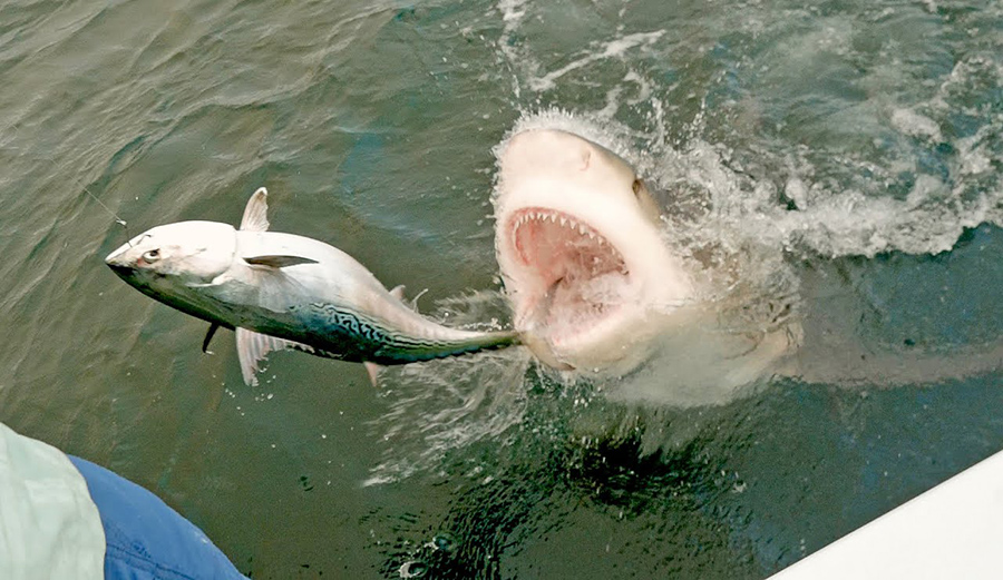a shark goes after a fish