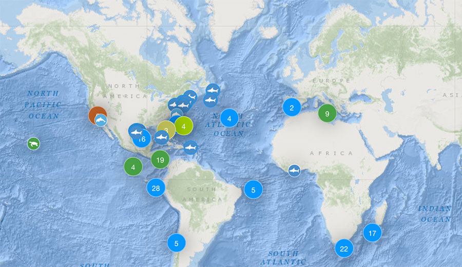 shark tracking app