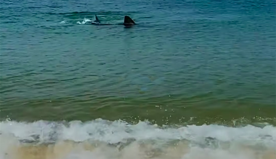 A shark eats a seal near Provincetown, Mass.