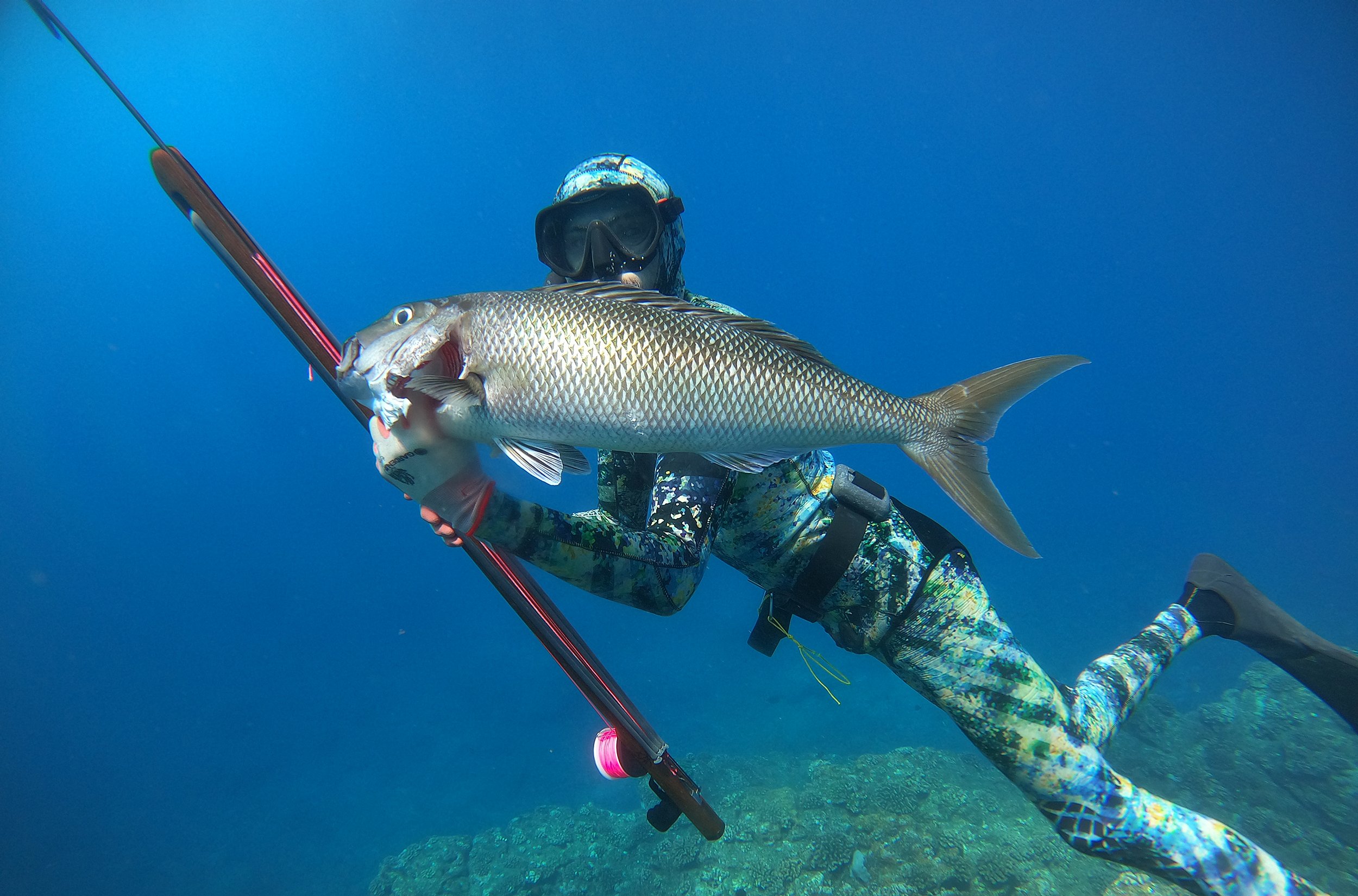 matt meola freediving
