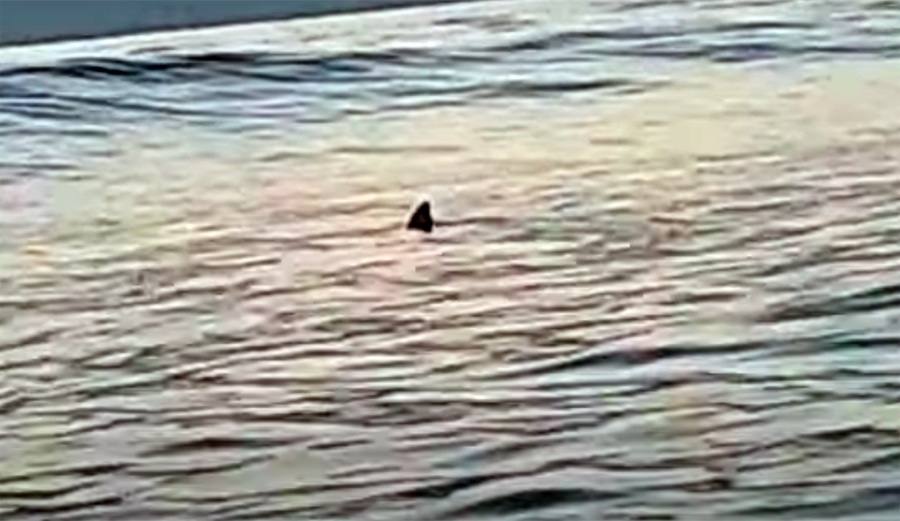 a shark in a san diego surf lineup