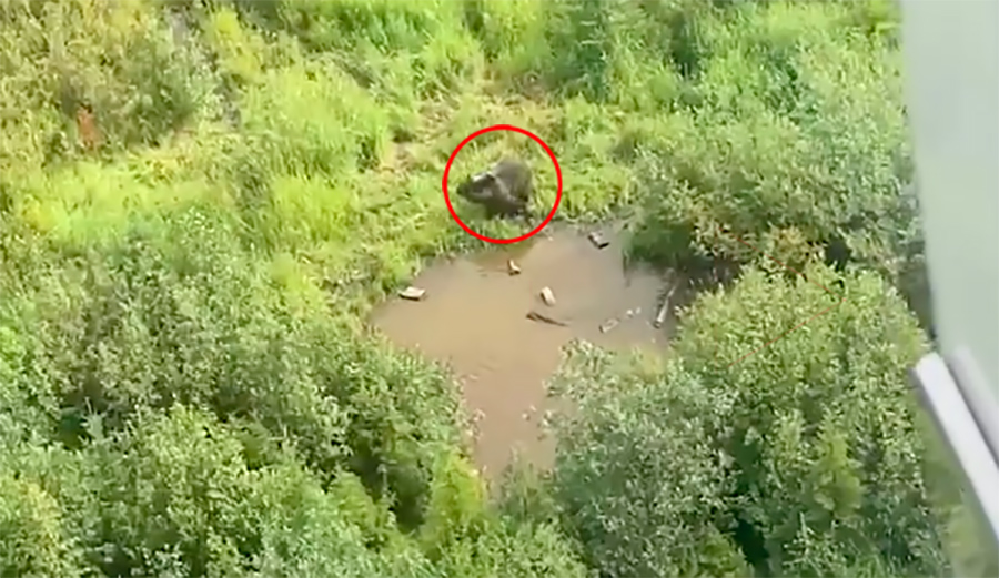 Wildlife Experts at Canada's Kicking Horse Resort Feed Grizzlies From the Gondola